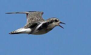 Grey Plover