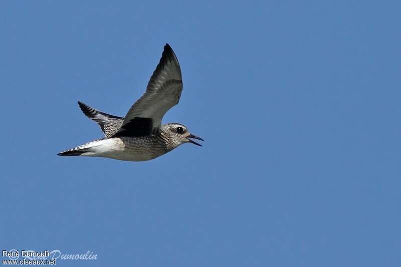 Grey Ploveradult post breeding, Flight