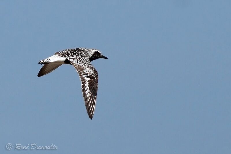 Grey Ploveradult, Flight