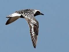 Grey Plover