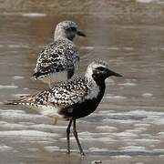 Grey Plover