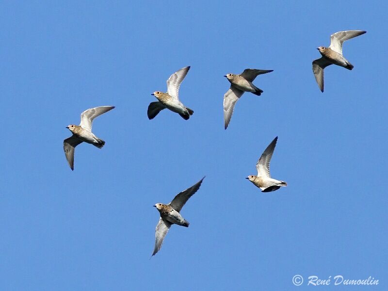 European Golden Plover, Flight