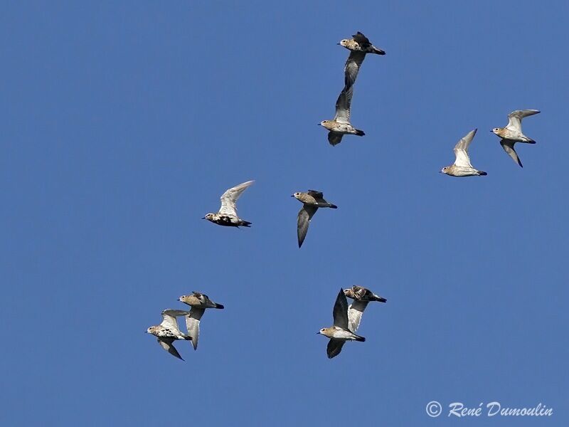 European Golden Plover, Flight