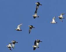 European Golden Plover