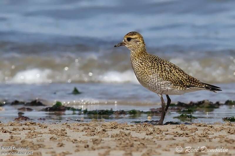 European Golden Ploverjuvenile, identification