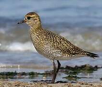 European Golden Plover