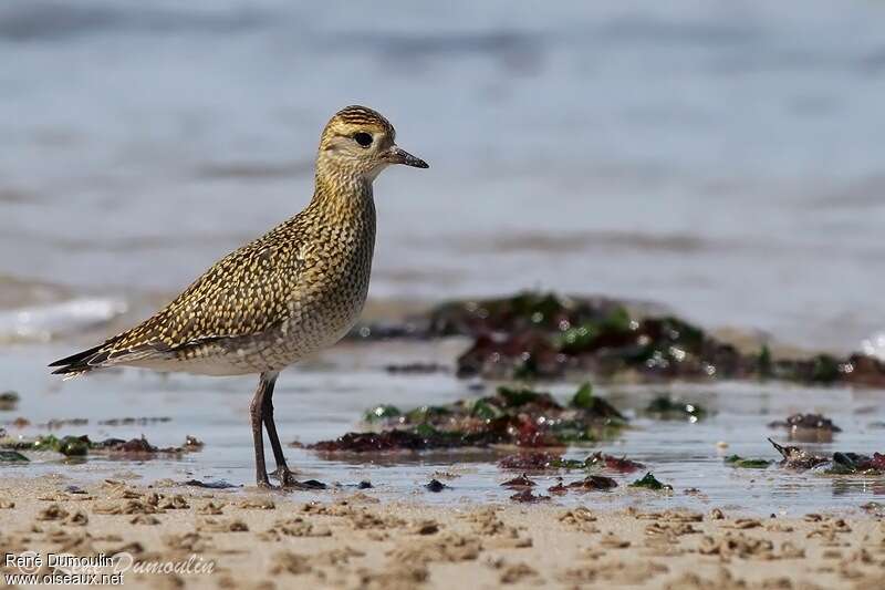 European Golden Ploverjuvenile, identification