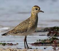 European Golden Plover