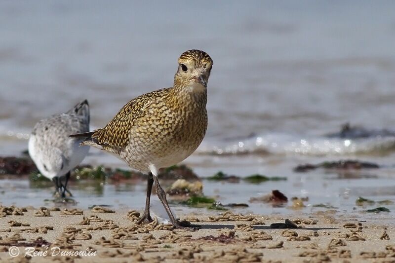 European Golden Ploverjuvenile, identification