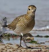 European Golden Plover