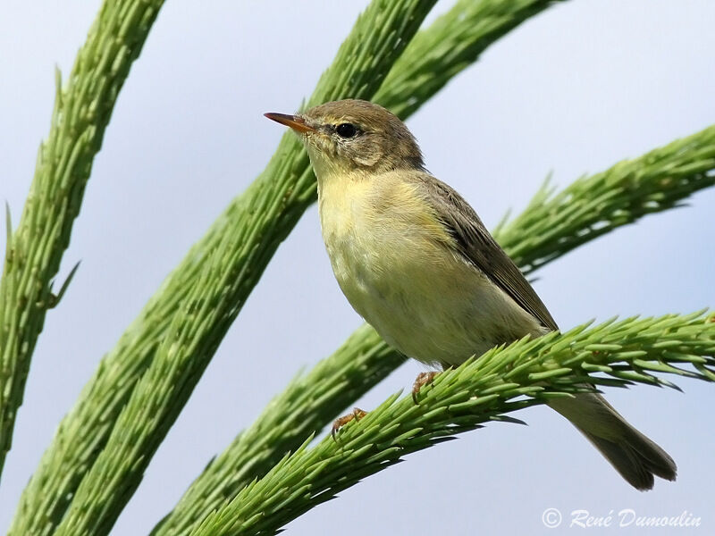 Pouillot fitisadulte, identification