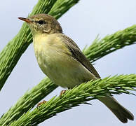 Willow Warbler