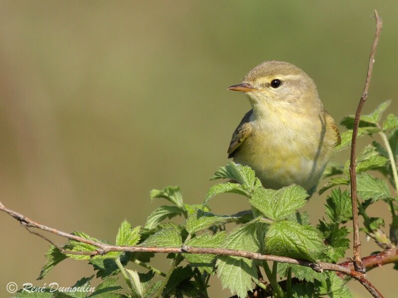 Pouillot fitis mâle adulte, identification