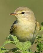 Willow Warbler