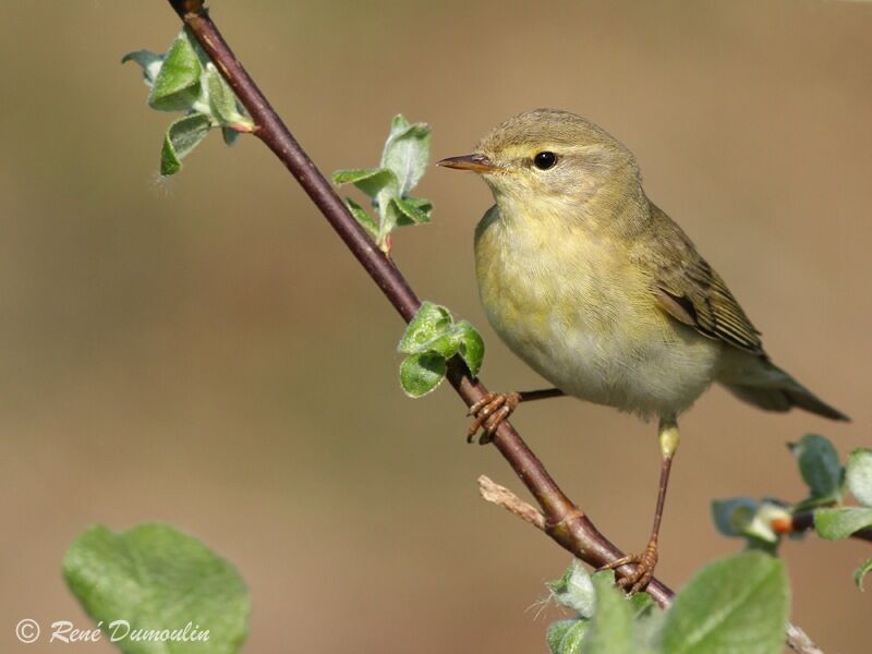 Willow Warbler male adult, identification