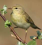 Willow Warbler