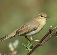 Willow Warbler