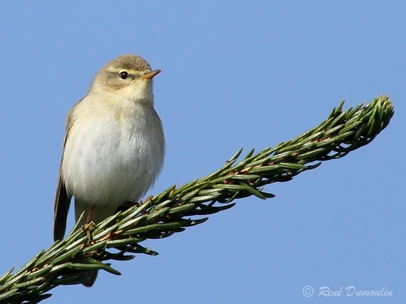 Willow Warbler male adult, identification