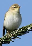 Willow Warbler