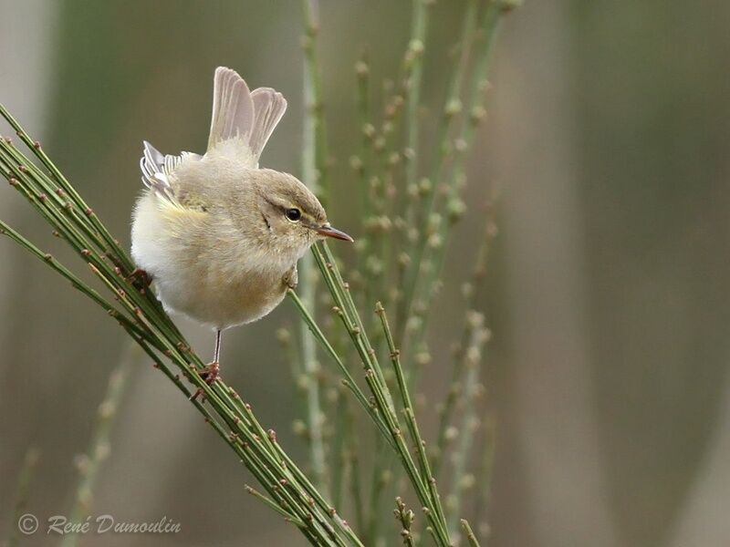 Willow Warbleradult, identification