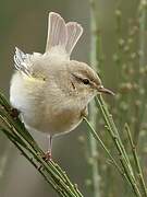 Willow Warbler