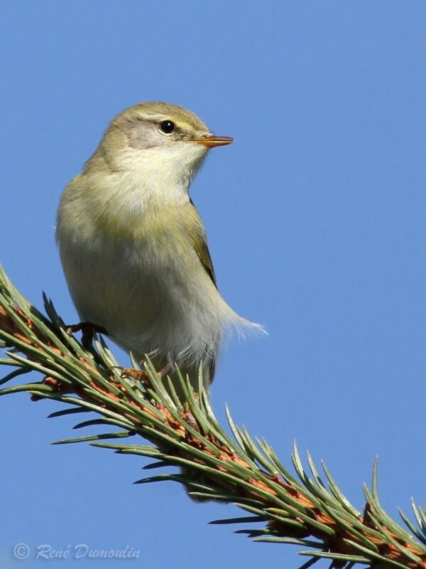 Willow Warbler male adult breeding, identification