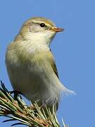 Willow Warbler