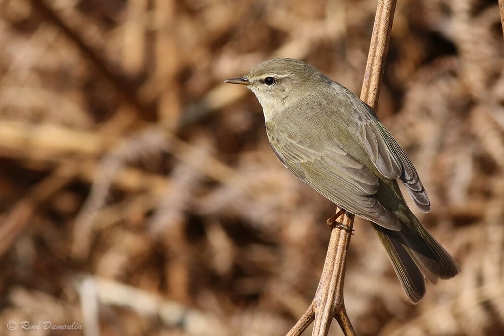 Pouillot fitisadulte, identification