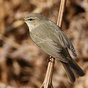 Willow Warbler