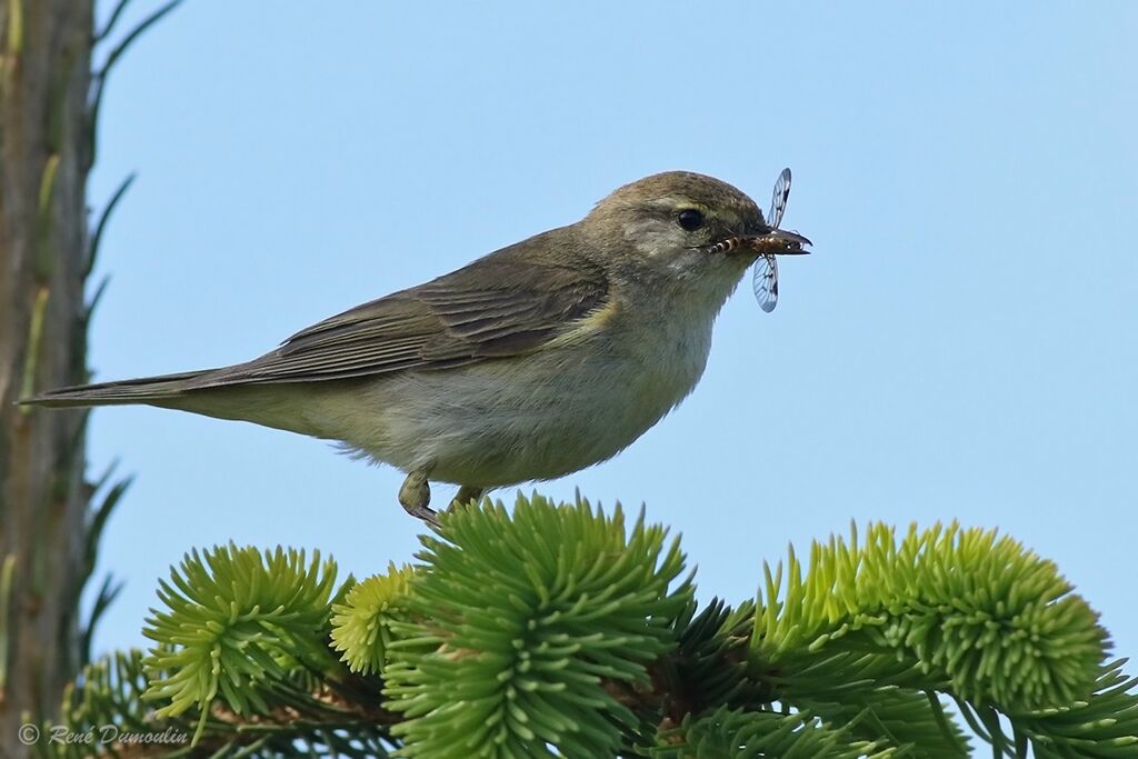 Pouillot fitisadulte nuptial, pêche/chasse