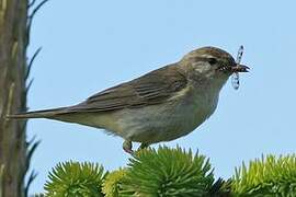 Willow Warbler