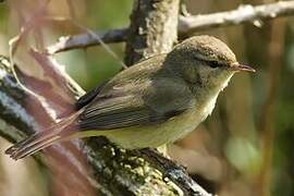 Willow Warbler