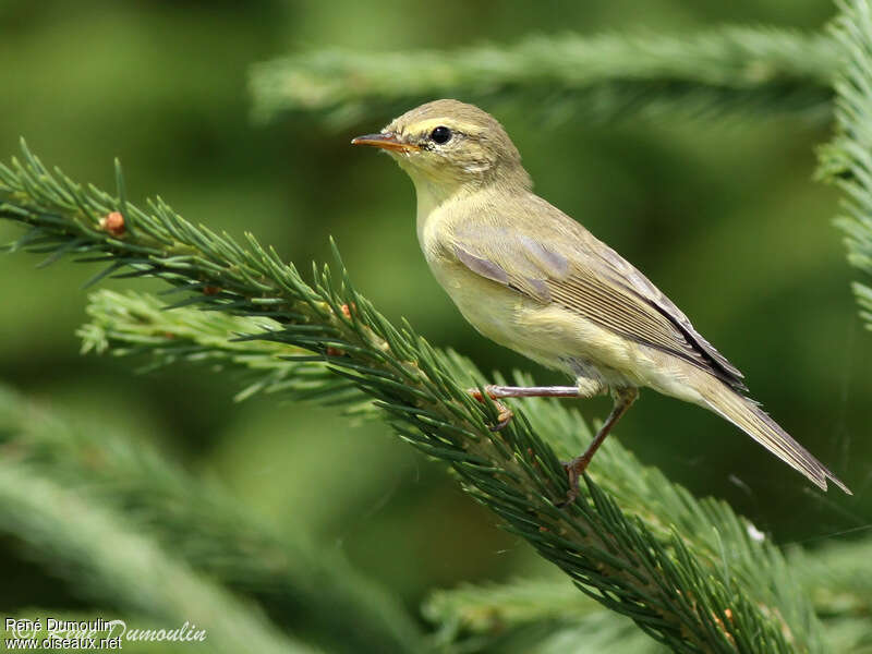 Pouillot fitisjuvénile, identification