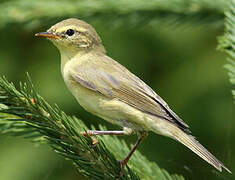 Willow Warbler