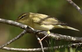 Willow Warbler