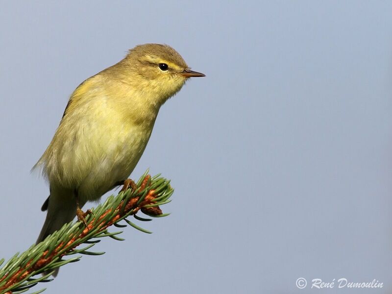 Willow Warblerjuvenile, identification