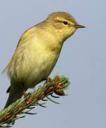 Willow Warbler