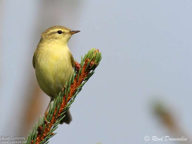 Willow Warblerjuvenile, close-up portrait