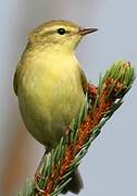 Willow Warbler