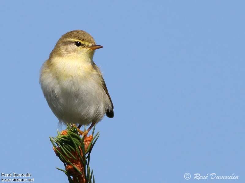 Willow Warbleradult, close-up portrait