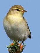 Willow Warbler