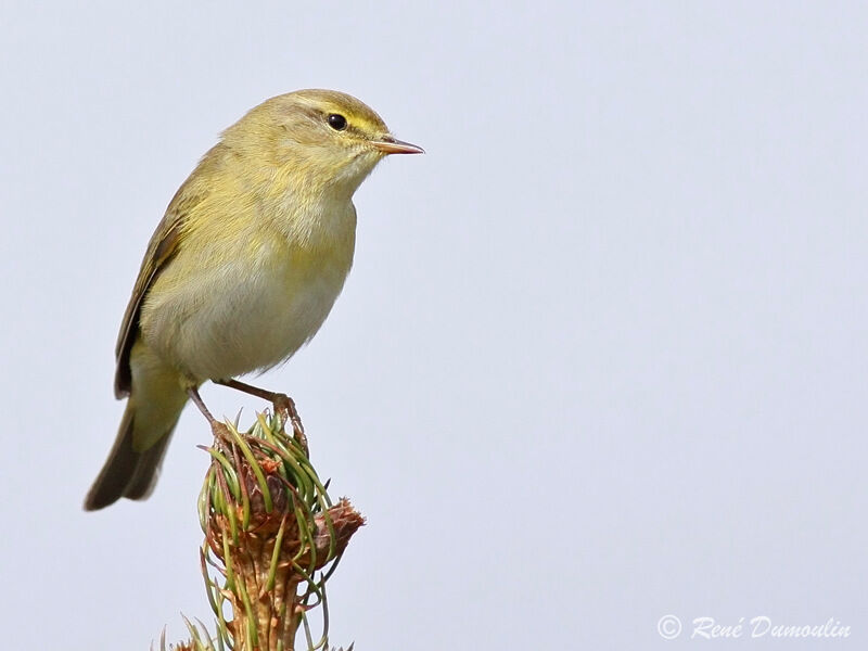 Willow Warbler male adult, identification