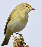 Willow Warbler