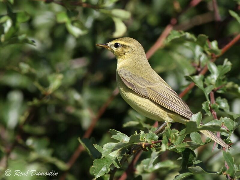 Willow Warblerjuvenile, identification