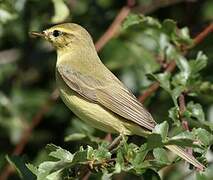 Willow Warbler