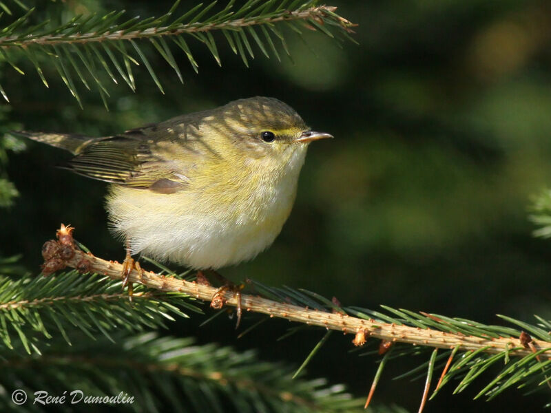 Pouillot fitis mâle adulte, identification