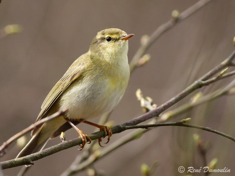 Pouillot fitisadulte, identification