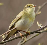 Willow Warbler