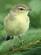 Willow Warbler