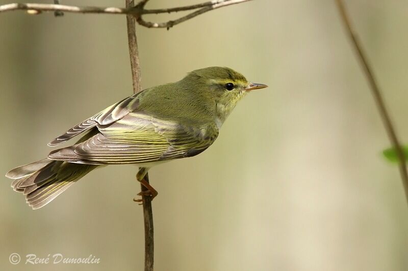 Pouillot siffleur mâle adulte, identification